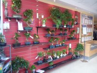 Display of bonsai plants