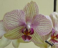 An orchid from Burnham Nurseries
