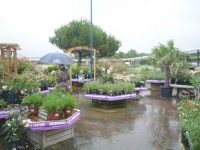 View of the plants area at Cadbury Garden Centre
