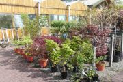 Good display of Japanese Maples