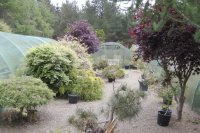 Some of the trees in the nursery