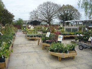 A view of the plants at Laylocks Garden Centre