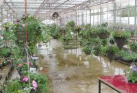 A view of the plants at Leasowes Nursery in Coventry