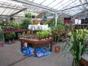 Large selection of houseplants for sale