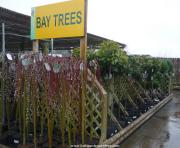 Good selection of bay trees and salix