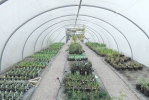 Polytunnel at the plants nursery