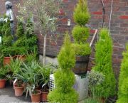 Picture of topiary plants