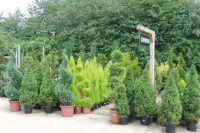 Conifers and topiary at Smith's nurseries, New Denham