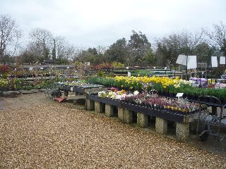 Plants at Springbank Nursery, Isle of Wight