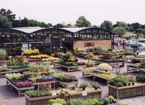 Plants area at Squires Garden Centre in Long Ditton
