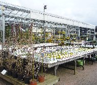 Plants at Squires Garden Centre, Windsor