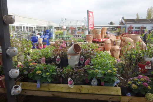 Plant pots at Webbs