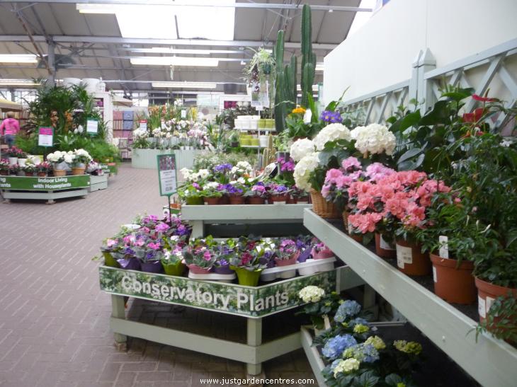 The choice of plants for sale is large so you will more than likely 