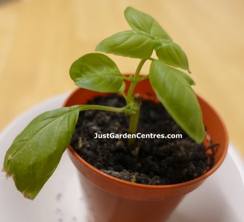 Basil cutting rooted in compost