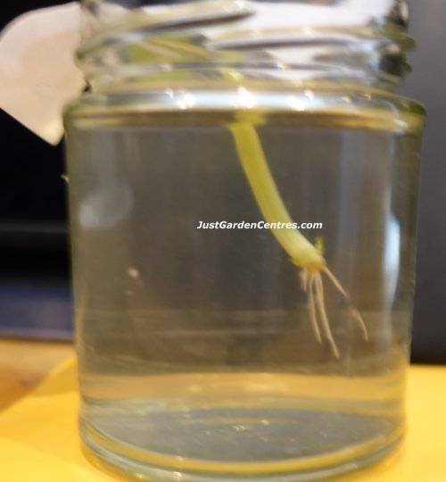 Basil Cutting Sprouting Roots