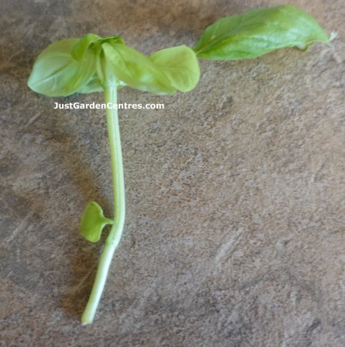 Bail stem for taking a cuting