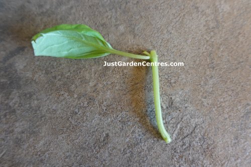 Trimmed basil cutting