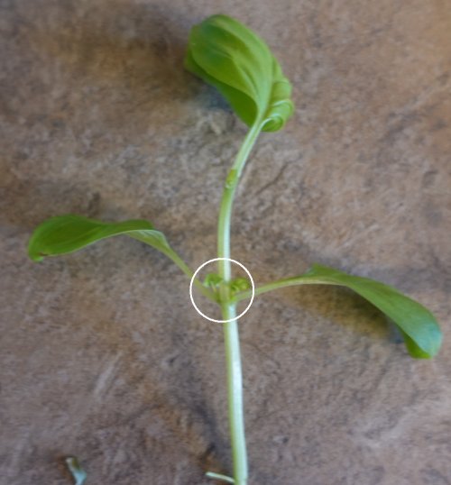 Basil plant leaf node