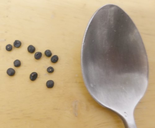 Asparagus seed next to teaspoon
