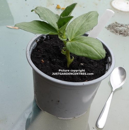 Ready for planting outside