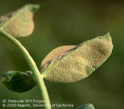 Downy mildew on pea plants