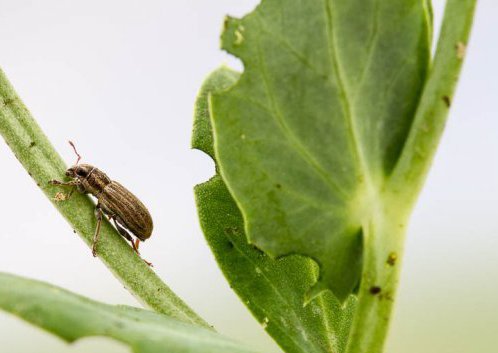 Damage by Pea Leaf Weevils