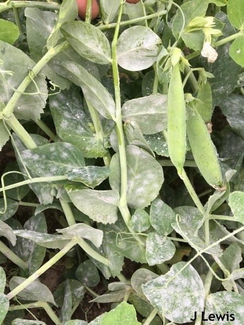 Powdery Mildew on Peas