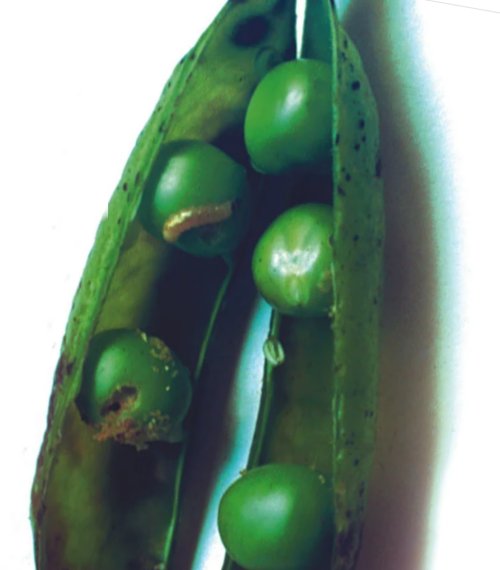 Pea Moth Damage