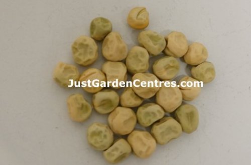 Peas ready for storage and to be planted next year