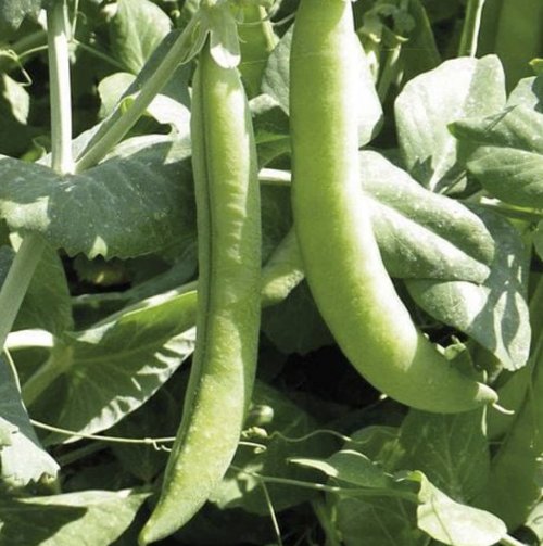 Pea variety Eddy