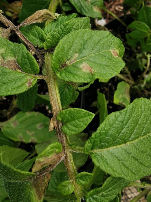 Initial stages of potato blight