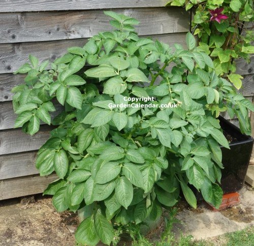 Fully grown potato plants in a container