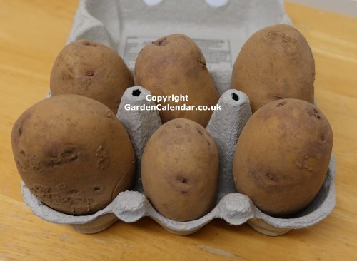 Unsprouted Seed Potatoes in Egg Box