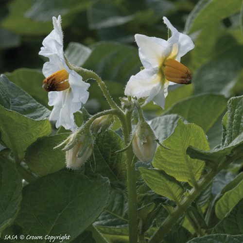 Flower of Accent Potatoes