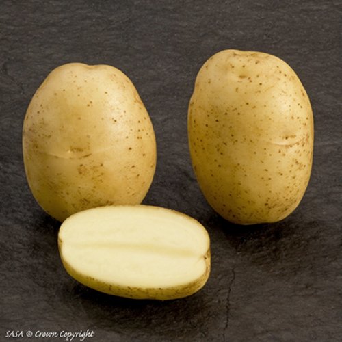 Accent First Early potato