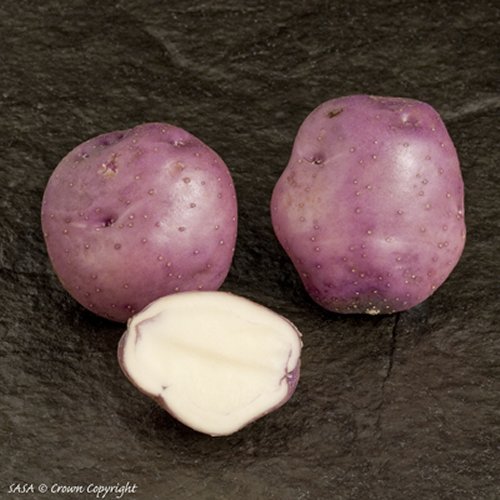 Arran Victory Maincrop Potato