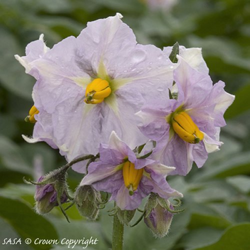 Flower of Charlotte Potato variety