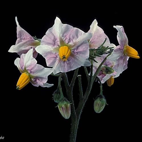 Desiree potato flower