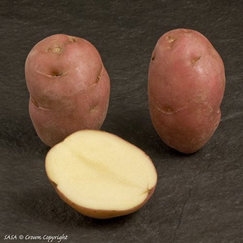 Desiree Maincrop Potato