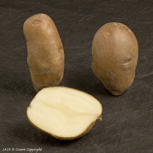 Golden Wonder Maincrop Potato