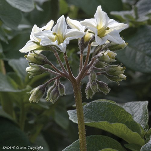 Flower of International Kidney Potatoes