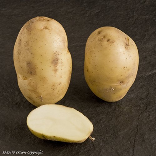 International Kidney Potato