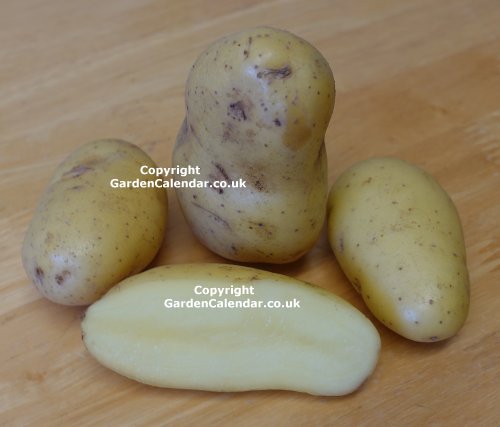 Jazzy variety of potato