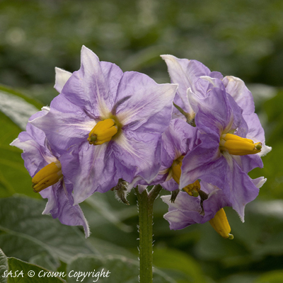 Flower from Kestrel potato plant