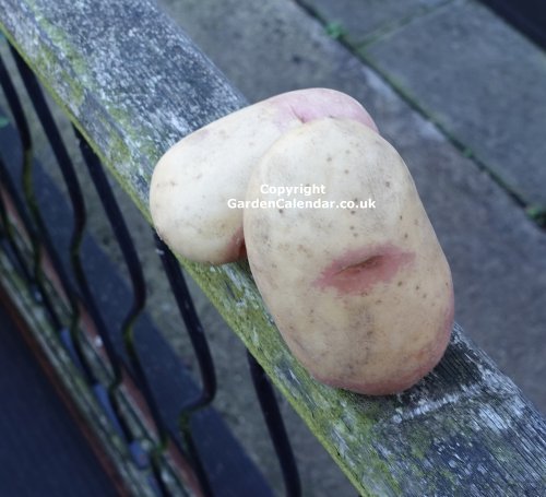 King Edward Maincrop Potato