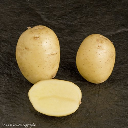 Lady Christl First Early potato
