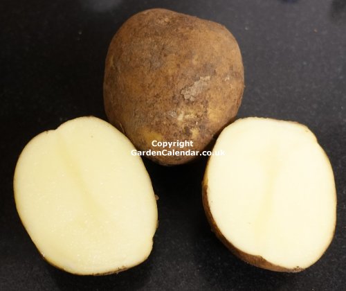 Marfona Potato