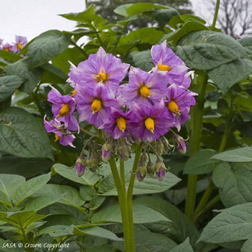 Maris Peer potato flower