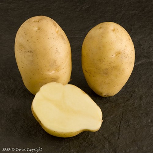 Nicola Potato