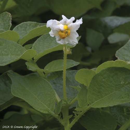 Flower of Orla Potato Plant